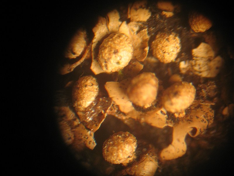 2008   Atelier myxo   Diderma floriforme 001